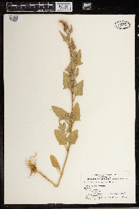 Media resource of Atriplex heterosperma