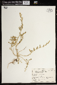 Atriplex patula image
