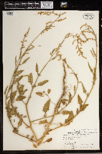 Atriplex prostrata image