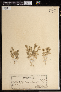 Atriplex argentea image