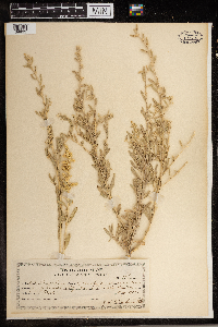 Atriplex canescens image