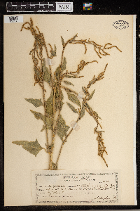 Thumbnail image of current specimen