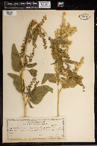 Atriplex hortensis image