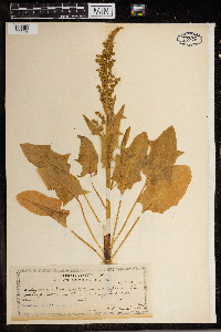 Media resource of Spinacia oleracea