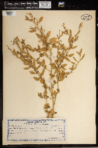 Atriplex patula image