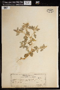 Atriplex rosea image