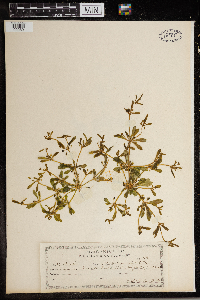Mollugo verticillata image