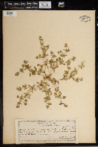 Mollugo verticillata image