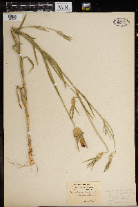 Agrostemma githago image