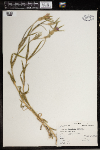 Agrostemma githago image