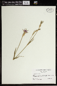 Agrostemma githago image