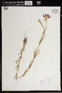 Agrostemma githago image