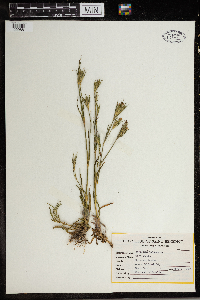 Agrostemma githago image