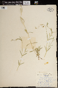 Stellaria longifolia var. longifolia image