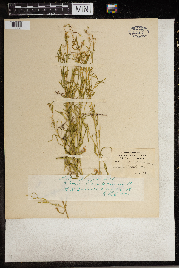 Stellaria longifolia var. longifolia image