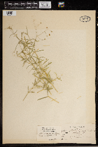 Stellaria longifolia var. longifolia image