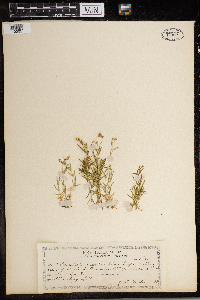Stellaria longifolia var. longifolia image