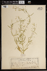 Stellaria longifolia var. longifolia image