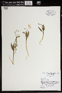 Claytonia caroliniana image