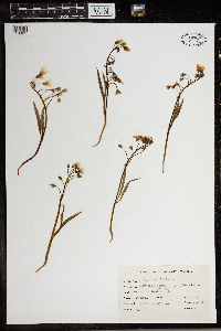 Claytonia virginica image