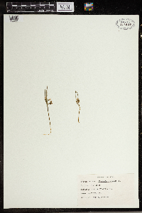 Claytonia virginica image