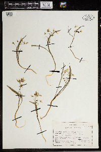 Claytonia virginica image