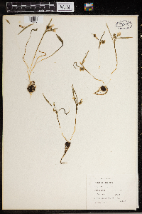 Claytonia virginica image