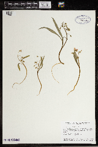 Claytonia virginica image