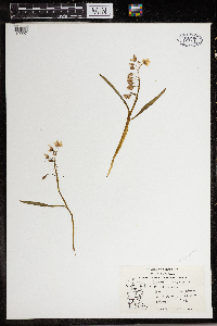 Claytonia virginica image