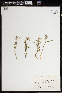Claytonia virginica image