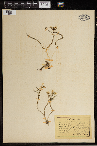 Claytonia virginica image