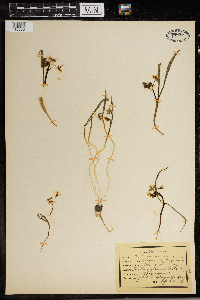 Claytonia virginica image