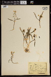 Claytonia virginica image