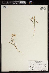 Claytonia virginica image