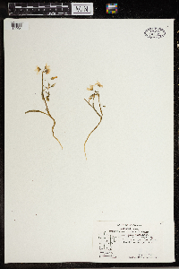 Claytonia virginica image