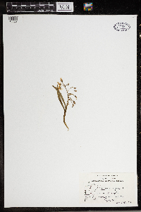 Claytonia virginica image