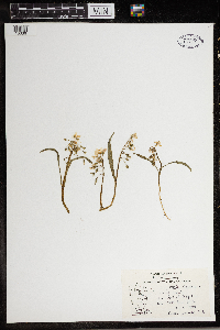 Claytonia virginica image