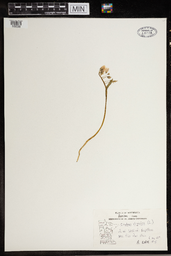 Claytonia virginica image