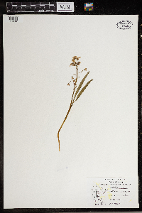 Claytonia virginica image