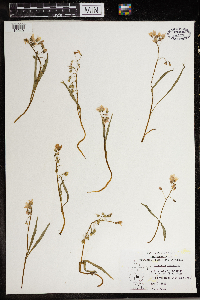 Claytonia virginica image