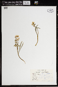 Claytonia virginica image