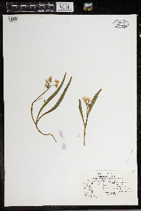 Claytonia virginica image