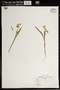 Claytonia virginica image