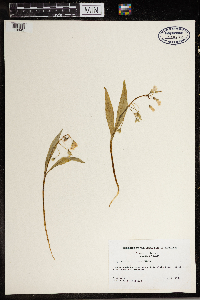 Claytonia virginica image