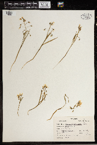 Claytonia caroliniana image