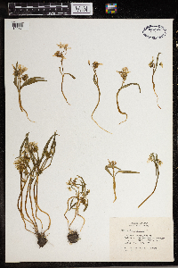 Claytonia virginica image
