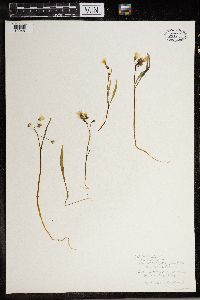 Claytonia virginica image