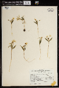 Claytonia lanceolata image