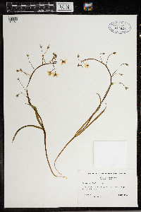 Claytonia virginica image