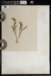 Claytonia virginica image